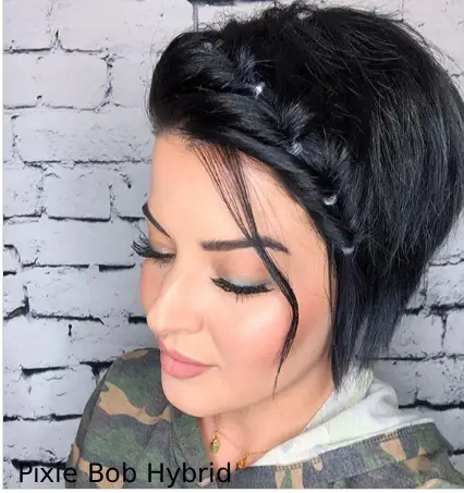 Pixie Bob Hybrid