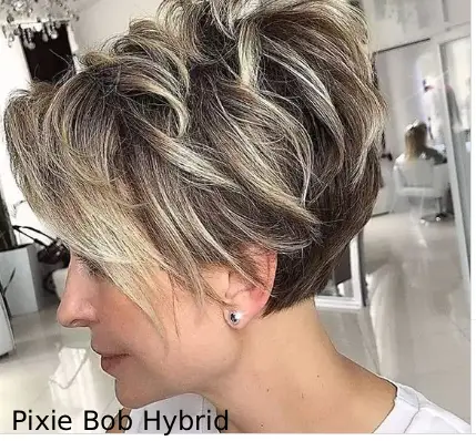 Pixie Bob Hybrid